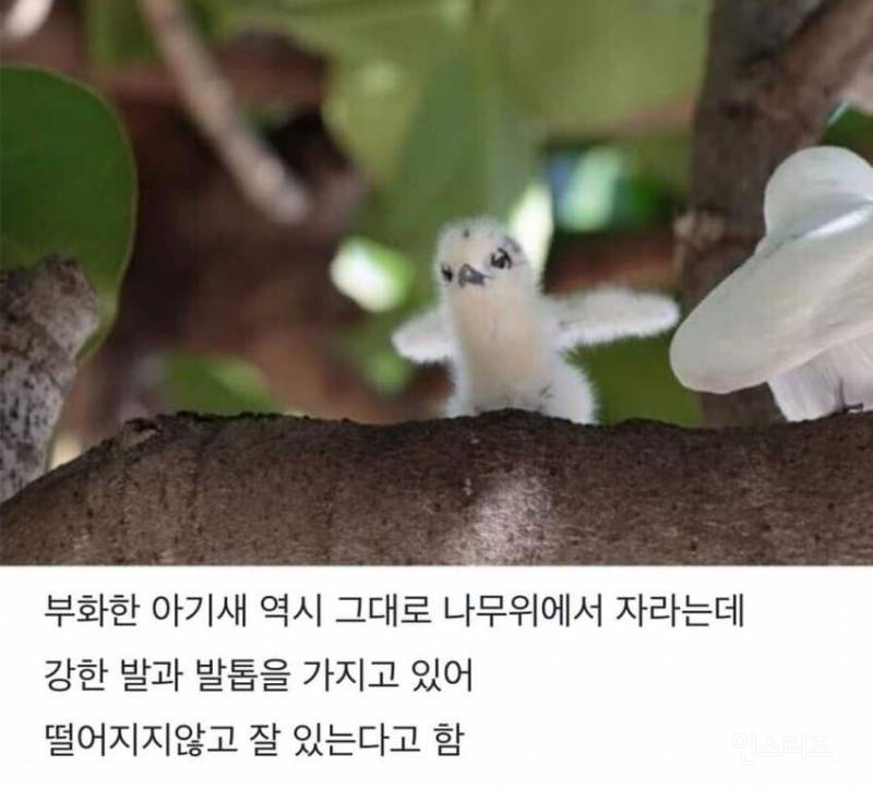 태어난 김에 대충 한번 살아보는 새.jpg | 인스티즈