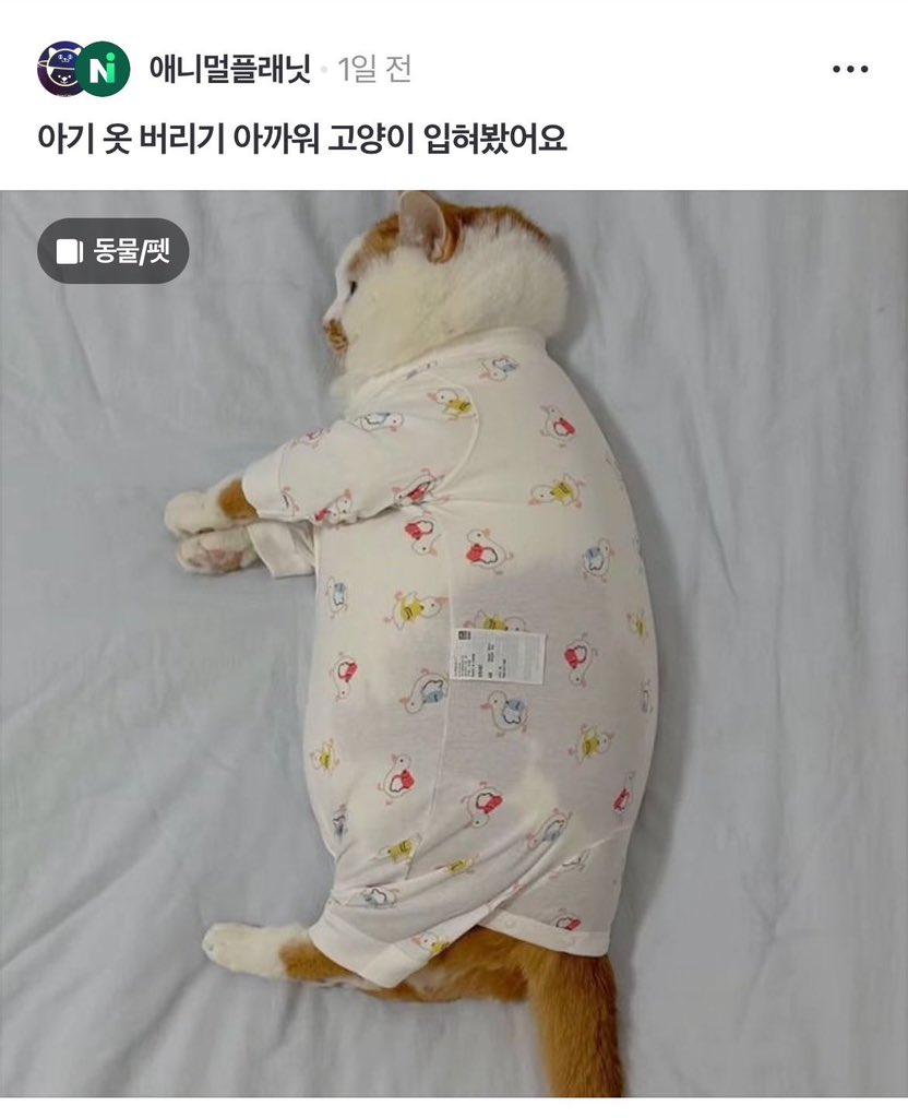 아기옷 버리기 아까워서 고양이 입혀봤어요 | 인스티즈