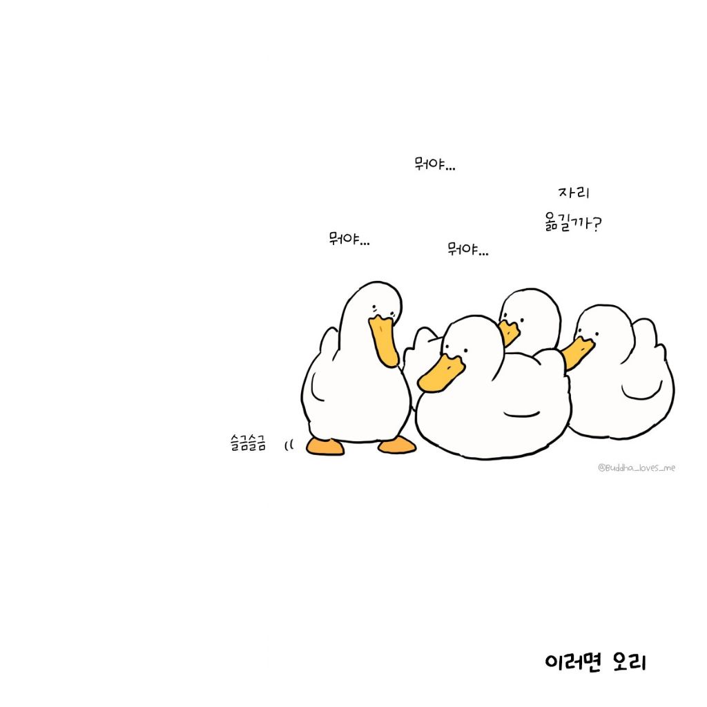 오리와 거위를 구분해 봅시다 | 인스티즈