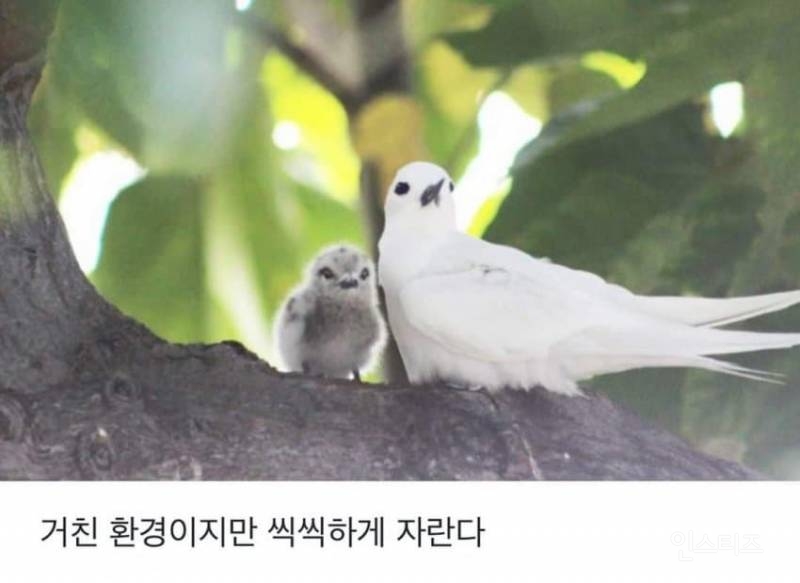 태어난 김에 대충 한번 살아보는 새.jpg | 인스티즈