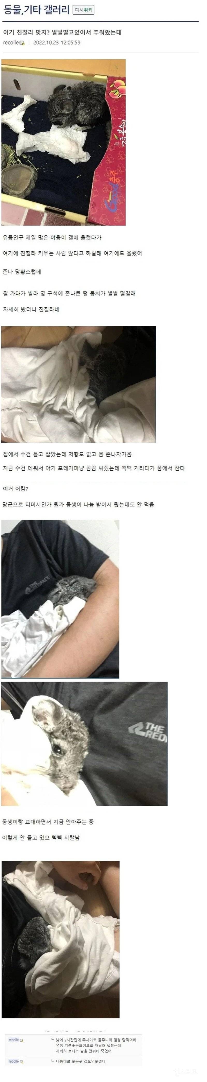 밖에서 벌벌떨고있던 친칠라 줍 한 디시인...jpg