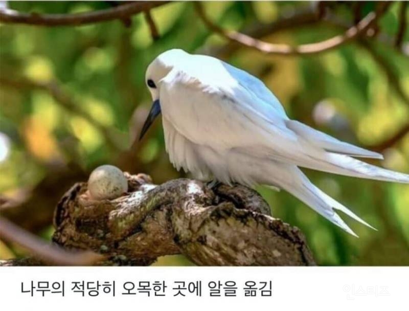 태어난 김에 대충 한번 살아보는 새.jpg | 인스티즈