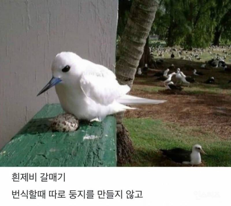 태어난 김에 대충 한번 살아보는 새.jpg | 인스티즈