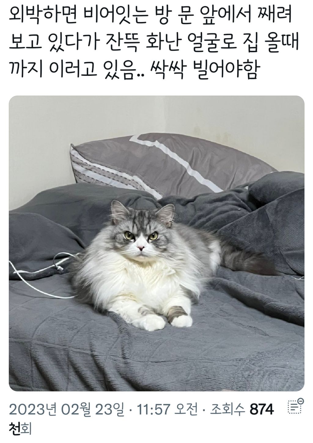 진짜 빡친 고양이 표정 | 인스티즈