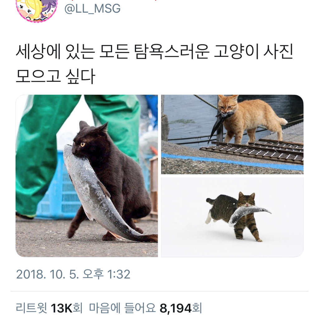 탐욕스러운 고양이 사진.twt | 인스티즈