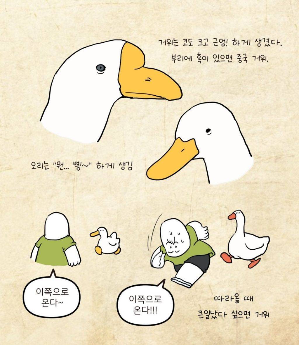 오리와 거위를 구분해 봅시다 | 인스티즈