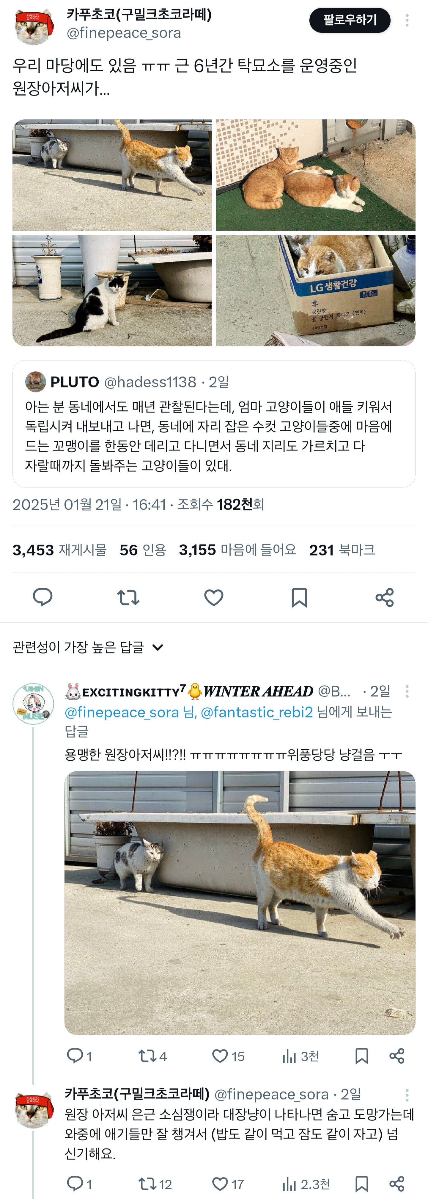 우리집 어르신 고양이는 몇년째 애기 길냥이 데려와서 성묘가 될때까지 돌봐주는 일을 하고 있다.twt | 인스티즈