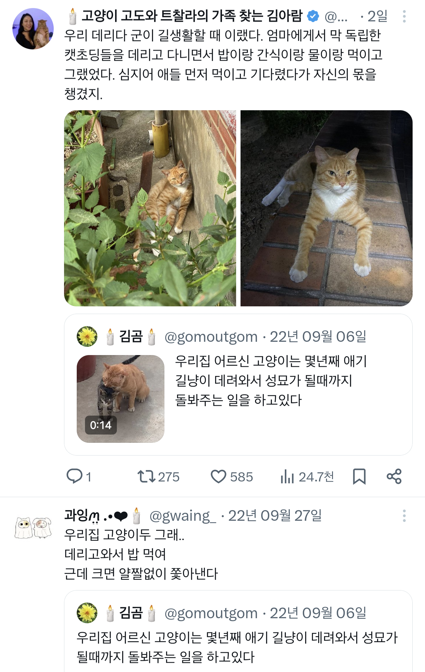 우리집 어르신 고양이는 몇년째 애기 길냥이 데려와서 성묘가 될때까지 돌봐주는 일을 하고 있다.twt | 인스티즈