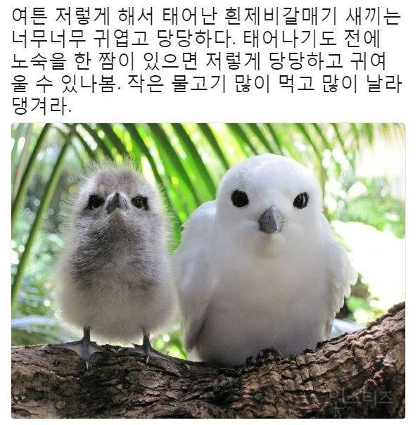 태어난 김에 대충 한번 살아보는 새.jpg | 인스티즈