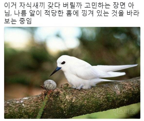 태어난 김에 대충 한번 살아보는 새.jpg | 인스티즈