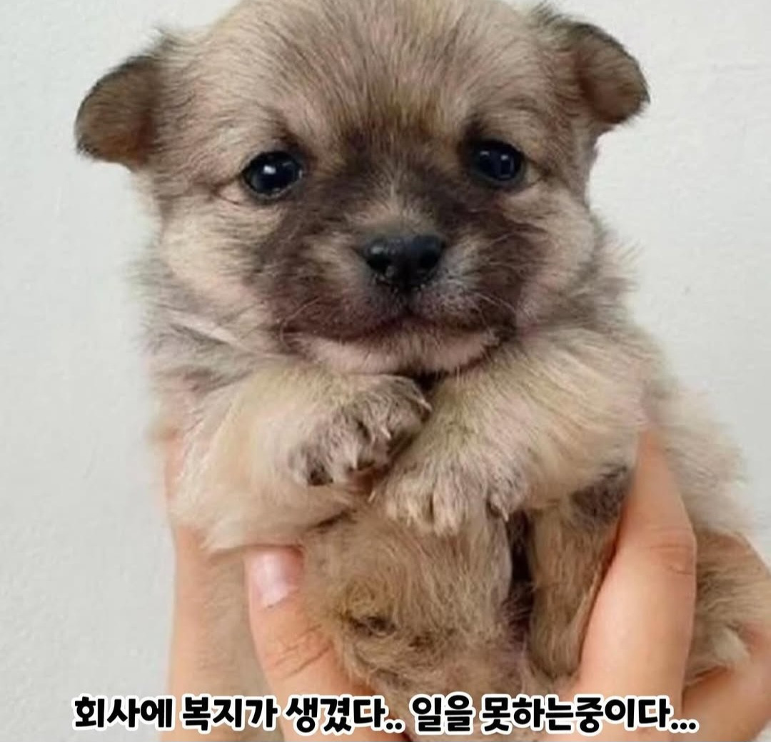 회사에 생긴 역대급 복지 | 인스티즈