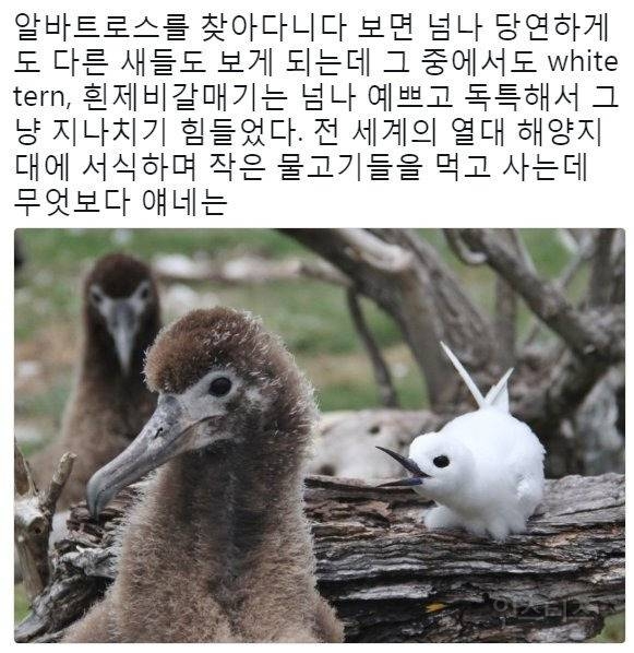 태어난 김에 대충 한번 살아보는 새.jpg | 인스티즈