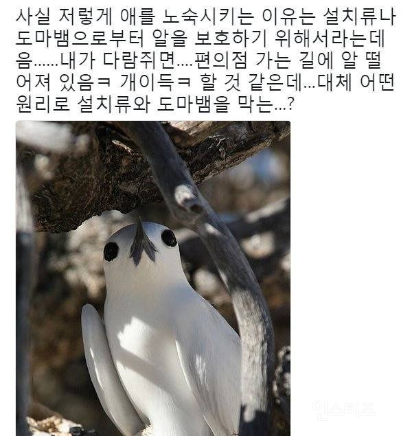 태어난 김에 대충 한번 살아보는 새.jpg | 인스티즈