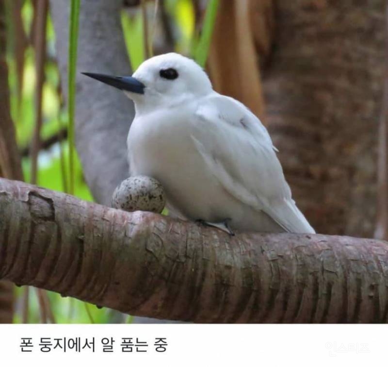 태어난 김에 대충 한번 살아보는 새.jpg | 인스티즈