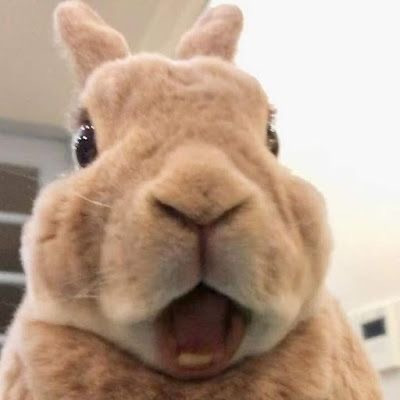 십이간지 순서 왜 이래?? 어케 호랑이보다 쥐 소가 빠르냐고!!!!!! | 인스티즈