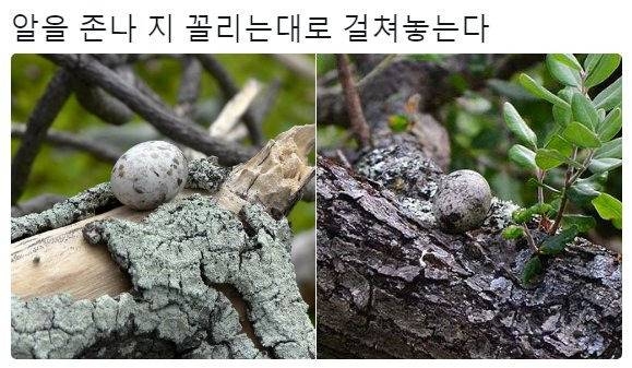 태어난 김에 대충 한번 살아보는 새.jpg | 인스티즈